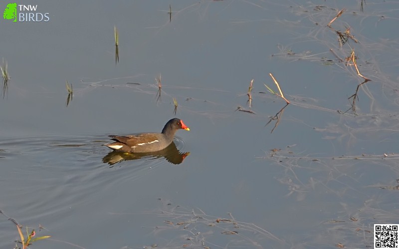 Common Moorhen